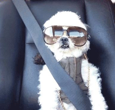 162115dzxqqxzbujequpzk.gif