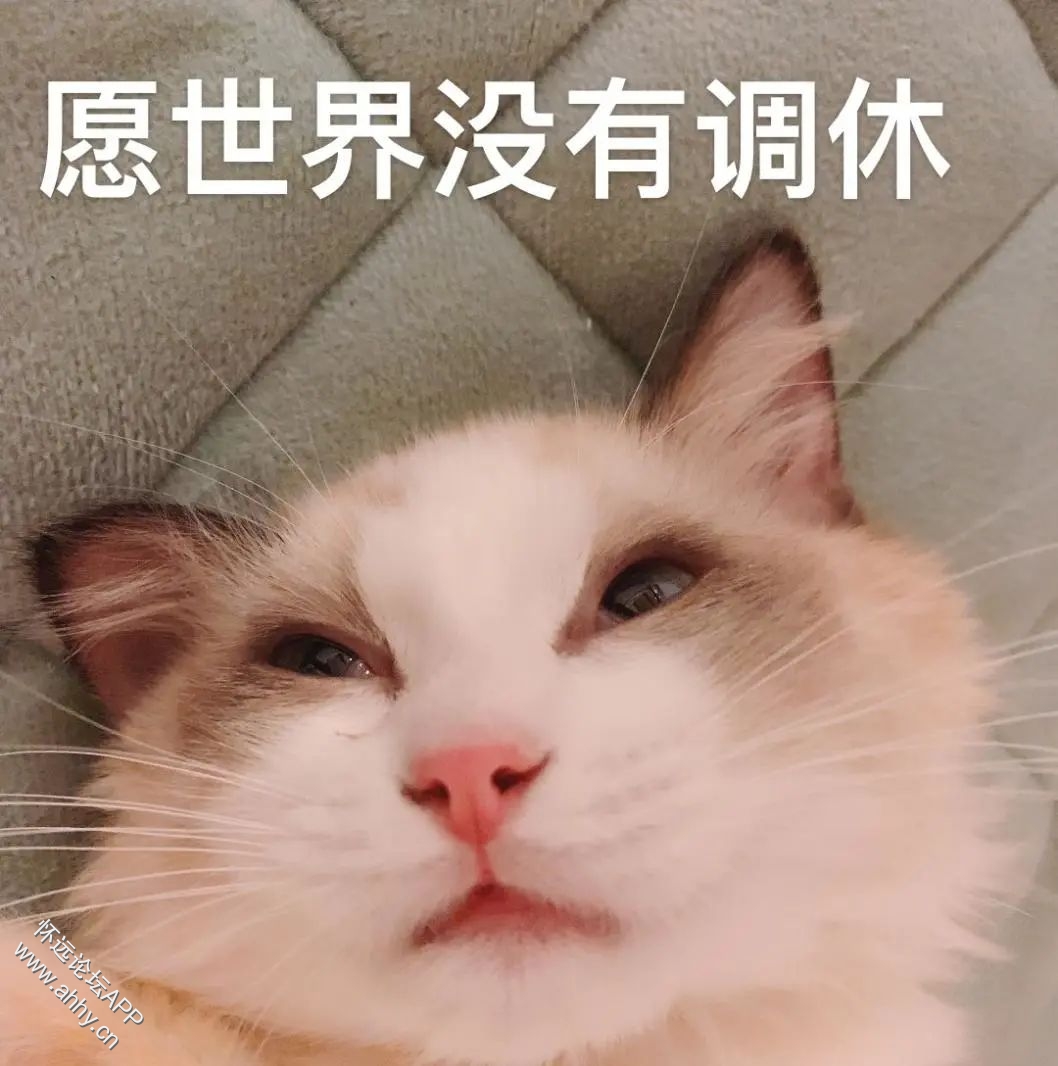 101625j196q2qx6gvvdi44.jpeg